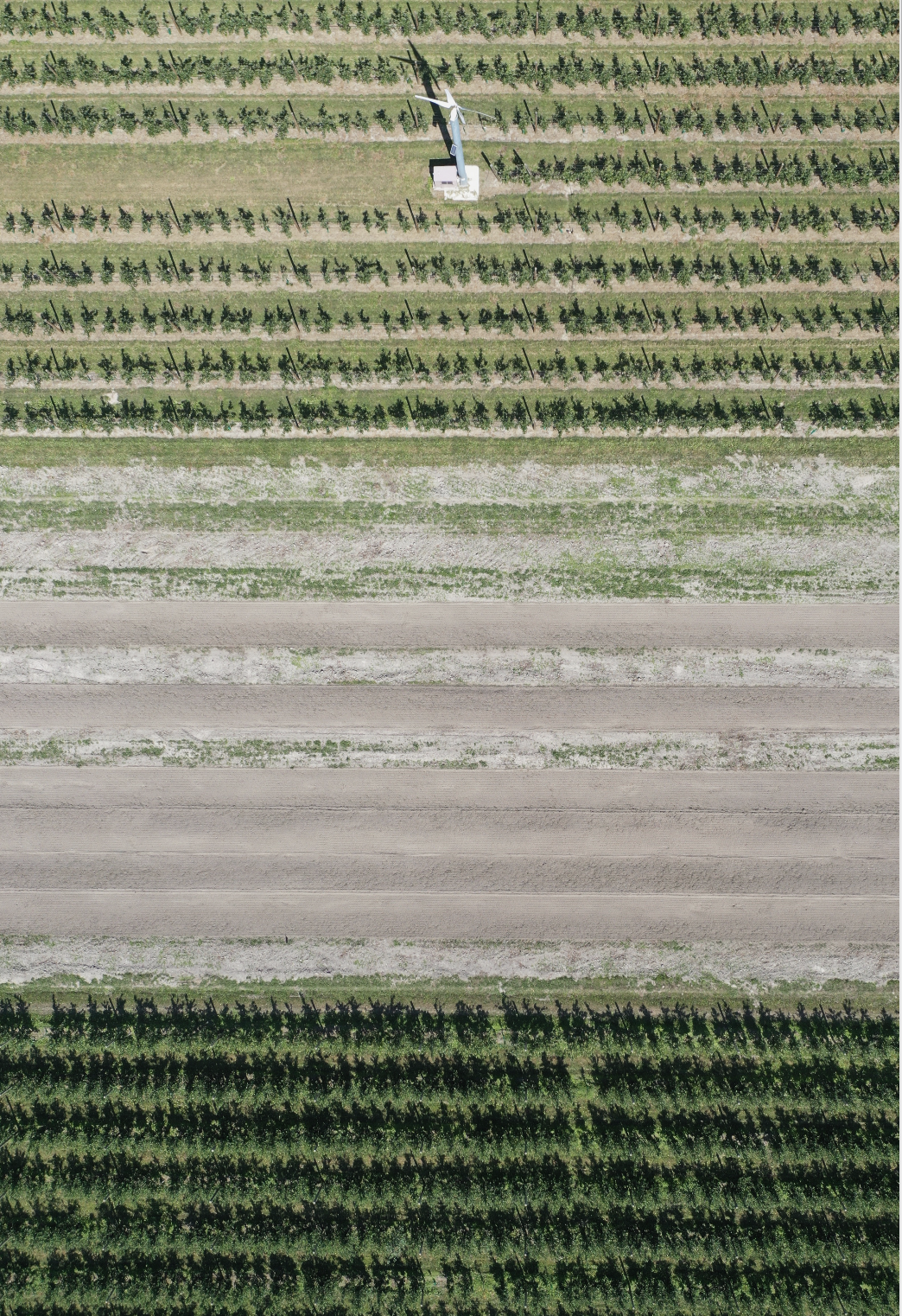 ORCHARD
