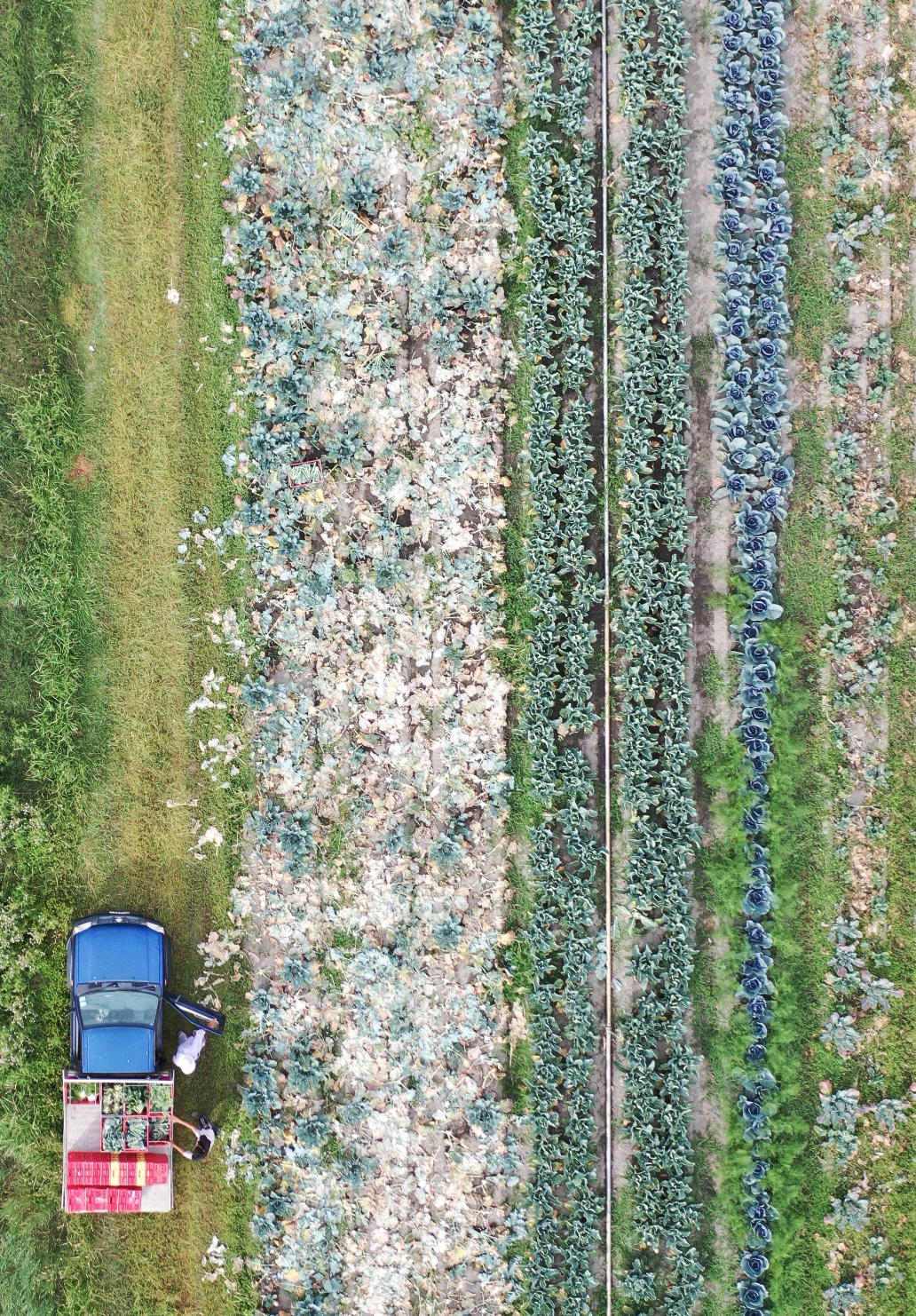 GROWERS