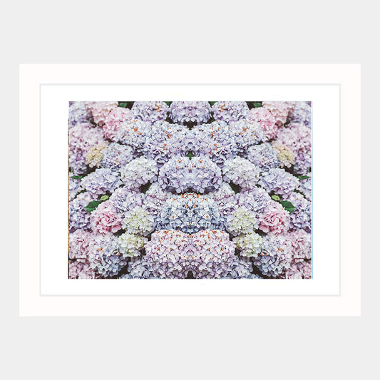 HYDRANGEA